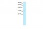 POU1F1 antibody - C-terminal region